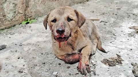 I’m fading from hunger and cold, and all I have left is the desire to feel arms that will save me from this darkness…