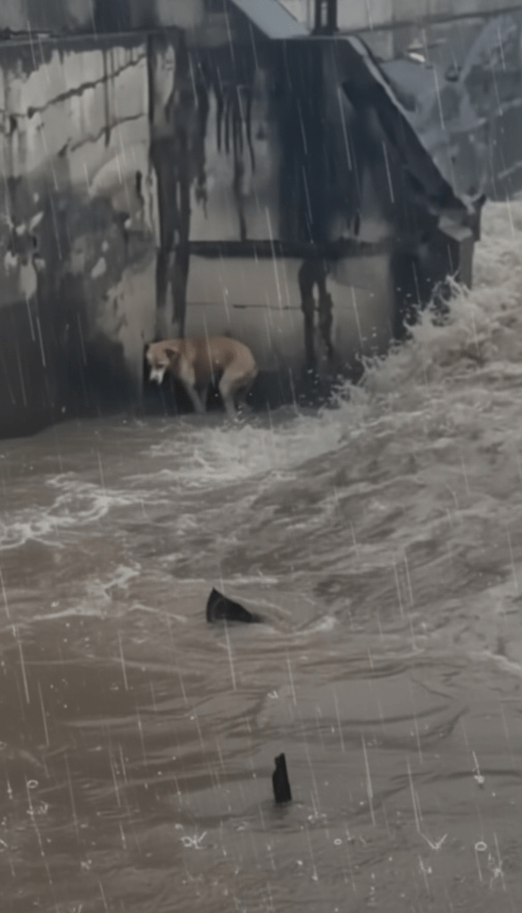 A Desperate Stand Against the Deluge: The Unforgettable Ordeal of Rusty