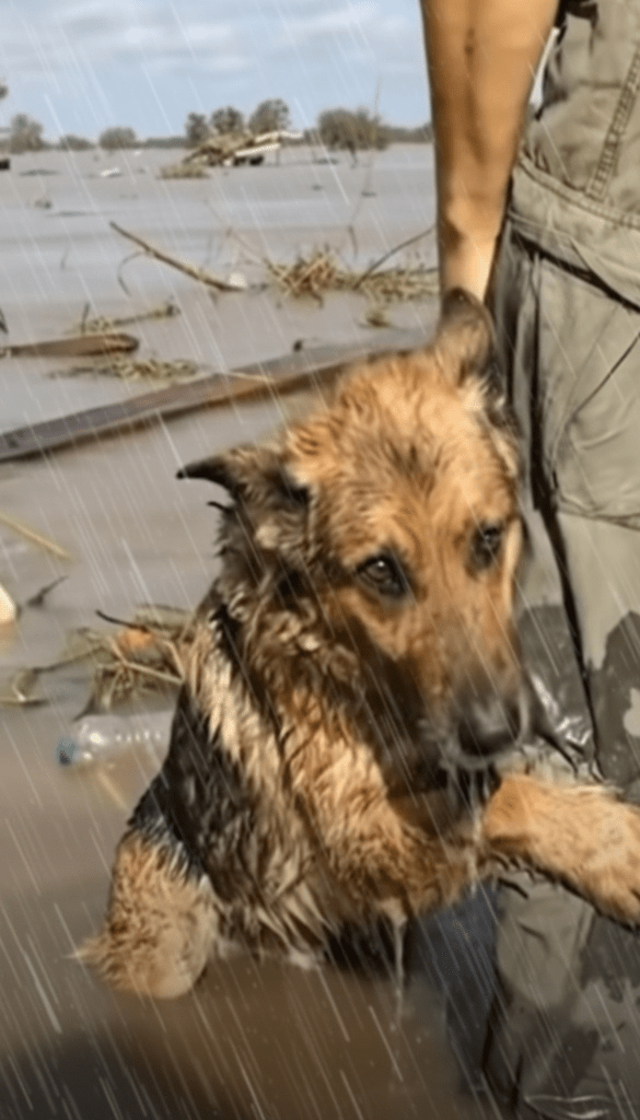 From the Brink: The Unseen Ordeal and Unbreakable Bond of a Flood Survivor