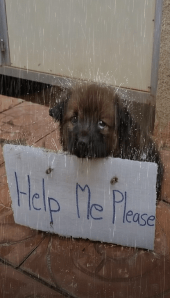 From Despair to Hope: The Unforeseen Journey of a Rescued Puppy