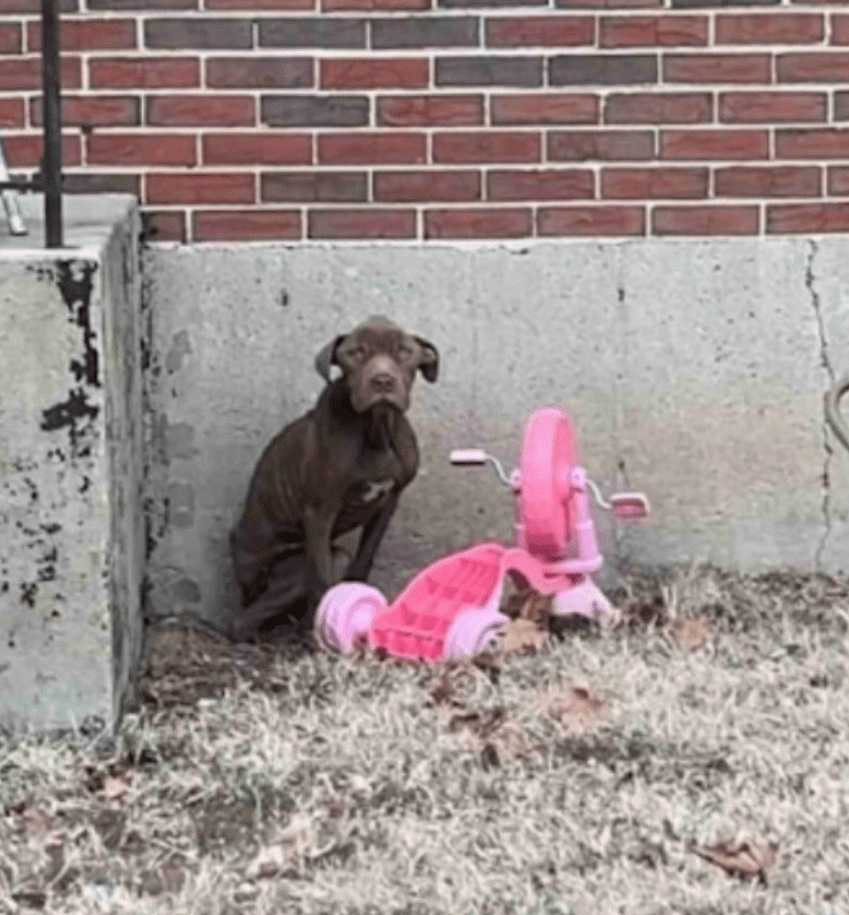 A Glimmer of Hope: The Unlikely Rescue of a Forgotten Soul