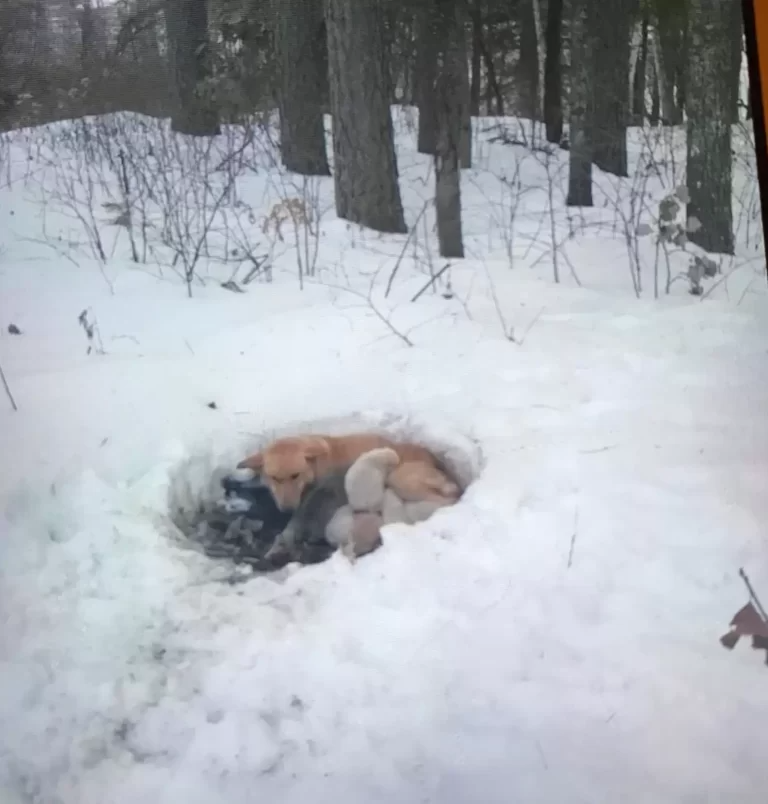 Mother Dog Protects Her Puppies By Making A Home In A Snowdrift