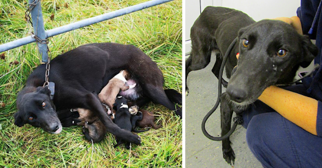 Abandoned Lurcher and Her Puppies Rescued and Safe After Heartwarming Rescue