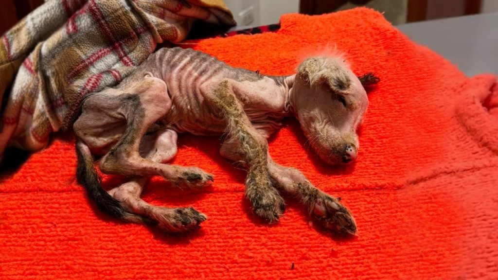 Bought as a toy for the kid, 2 month old pup was dumped like a ragdoll when the boy got tired of him