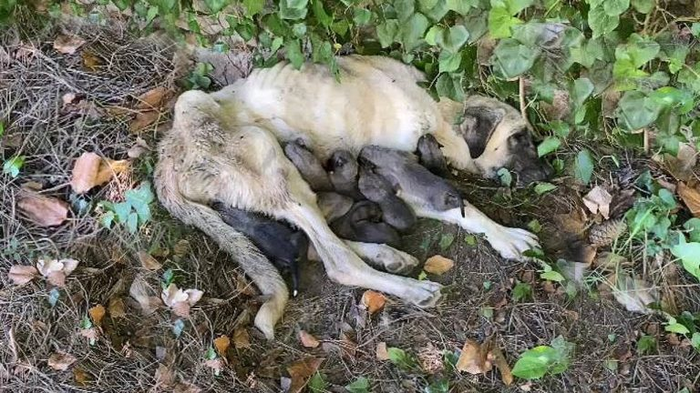 Although she was starving to death, the mama dog used the last drops of milk before collapsing
