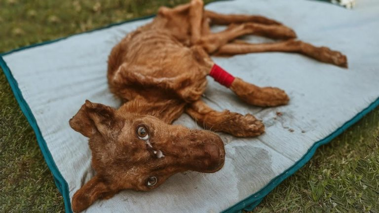 Trapped, starving, and forgotten… She can’t stand. She can’t cry. But she’s still fighting.
