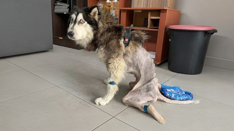 Why are you doing this Dad?, he whispered with hungry eyes… before being thrown from the car