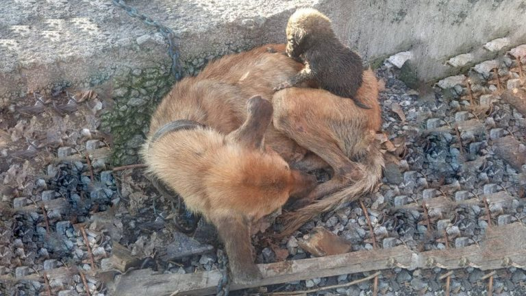 Abandoned in the Cold, She Became a Mother Twice.