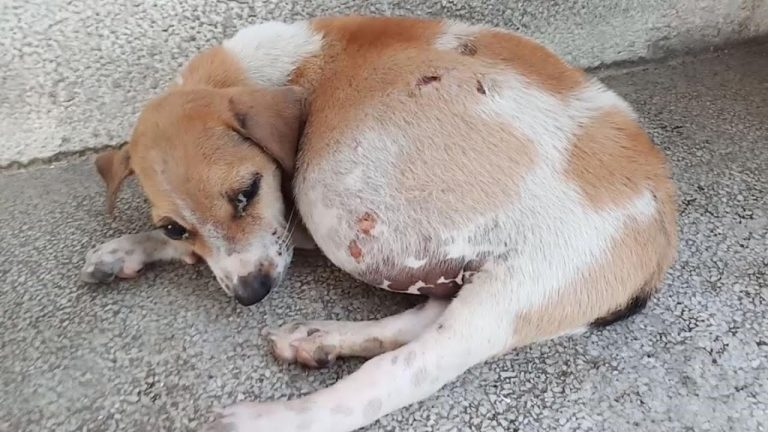 Small puppy with huge stomach abandoned in cardbox, looking us with sadness eyes waiting for help!