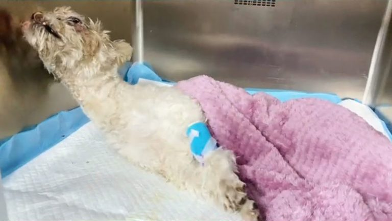 20 Days He Couldn’t Move, Couldn’t Cry… But He Survived to Tell the World His Tragic Story!