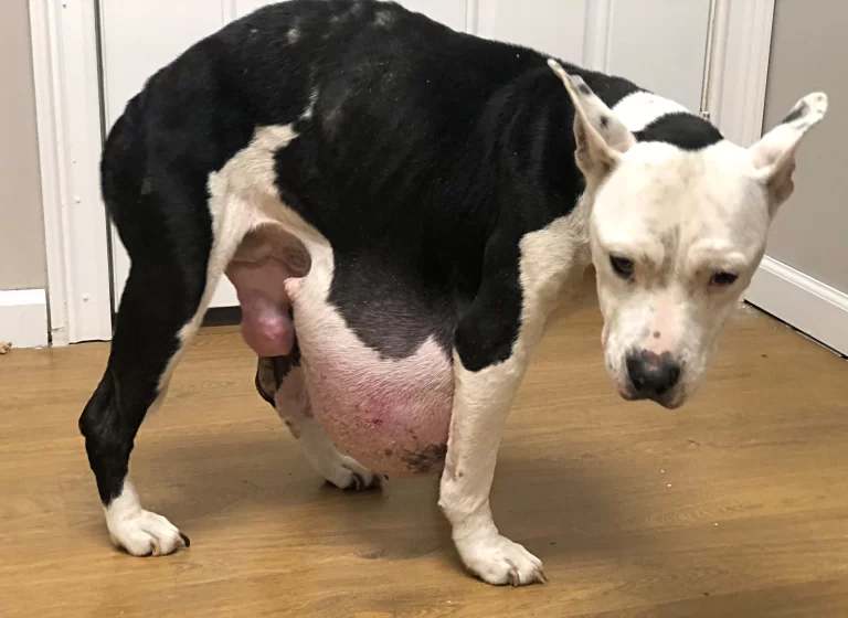 8 year-old Pitbull Suffers from Giant Tumor Hanging Down Her Abdomen