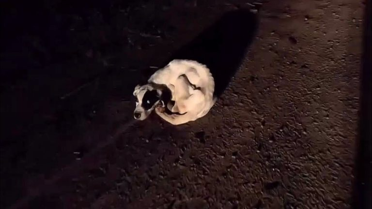 I found an abandoned dog up on a mountain and took him on an amazing camping trip