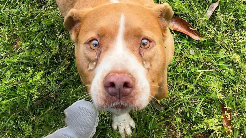 She Waited for a Family That Never Returned… Until Love Finally Found Her