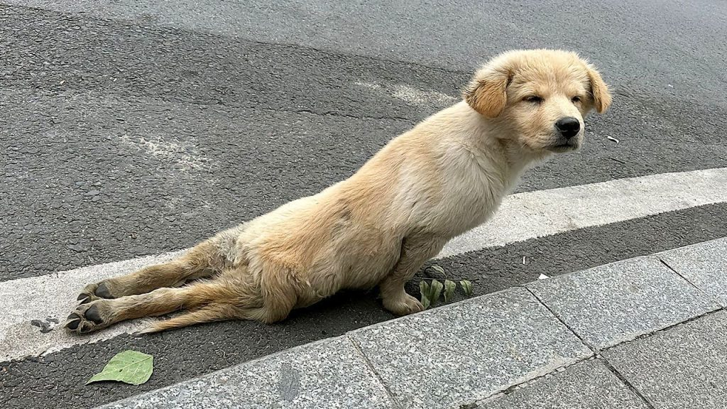 Straydog was hit by a car and its hind legs broken,struggled to crawl towards passersby seeking help
