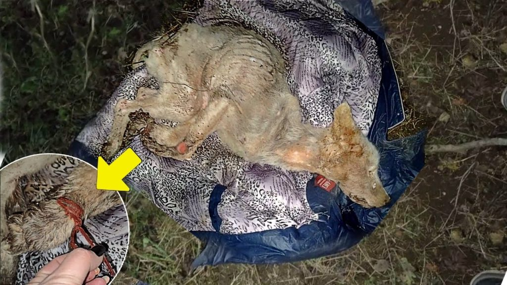 Tied up & left in the dark, they made sure she won’t live another day so not to reveal their crime