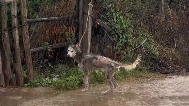 Skinny Dog Abandoned In Heavy Rain In A Small Alley, Scared, Crying Loudly But No One Saved