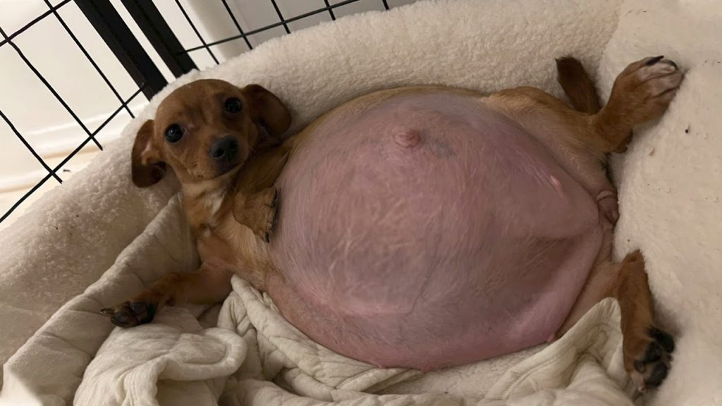 Saved from an Alcoholic, She Brought Up Happiness in a Family Full of Love!