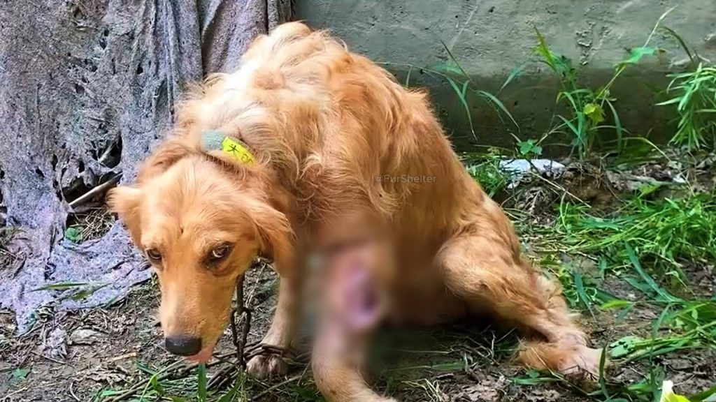 Abused and Neglected: An Abandoned Dog Who Lost Trust but Found Love