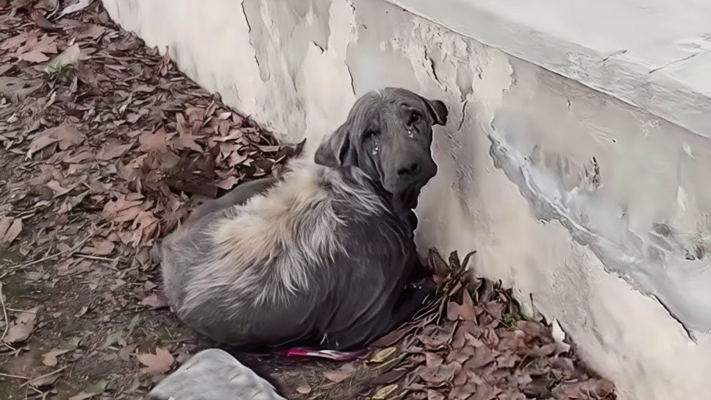 “Follow me, I will love you”, The old dog who lost hope, looked up at me and broke in tears