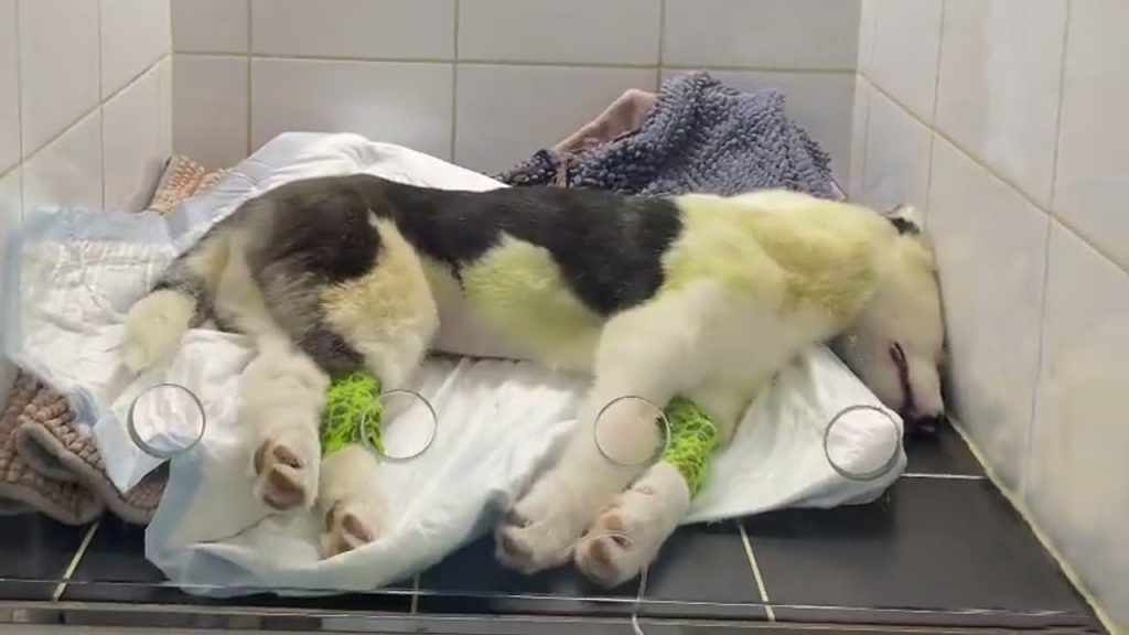 They made it impossible for her to have a normal life…