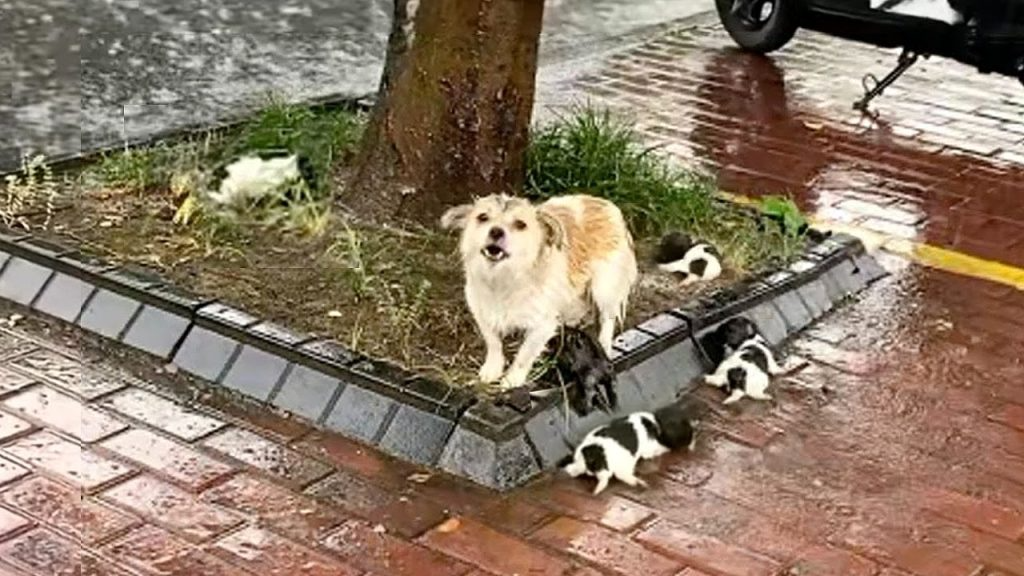 “Please, my cubs is dying”, she cried loudly in the heavy rain watching her pups shivering from cold