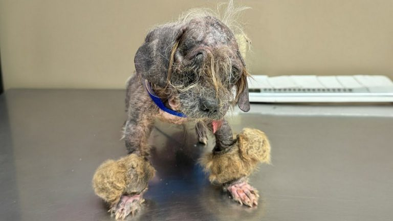 So sick that the veterinarian couldn’t treat him, yet a gentle touch saved him