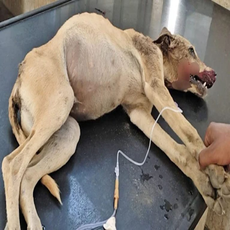 He Was Barely Breathing When They Found Him—But What Happened Next Will Melt Your Heart