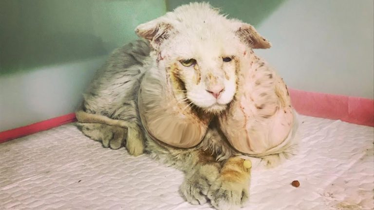He look alike a lion with two huge “TUMOR” on his face! They abandoned him on the street…