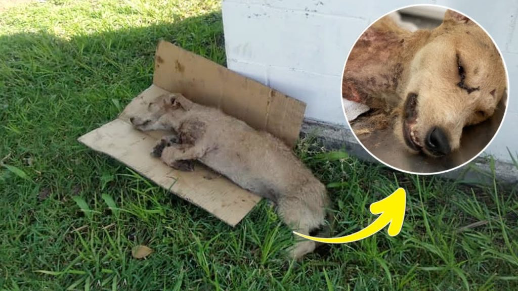 Thrown into a cardboard with chest fully open, people pass by as she was dying in agony