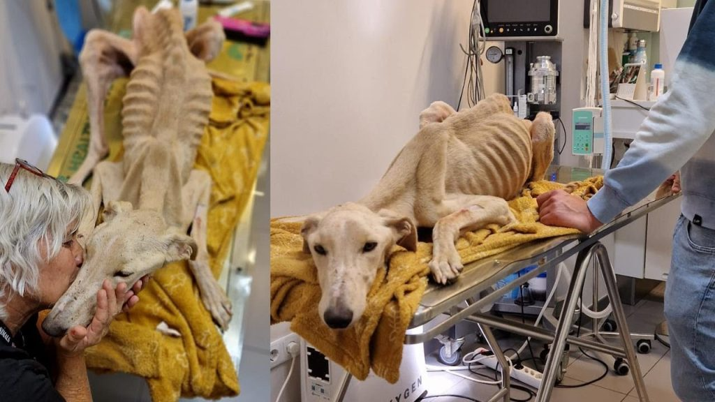 Found In Extreme State of Starvation – Bones Wanted To Pierce It’s Skin. This Dog Just Want To Live!
