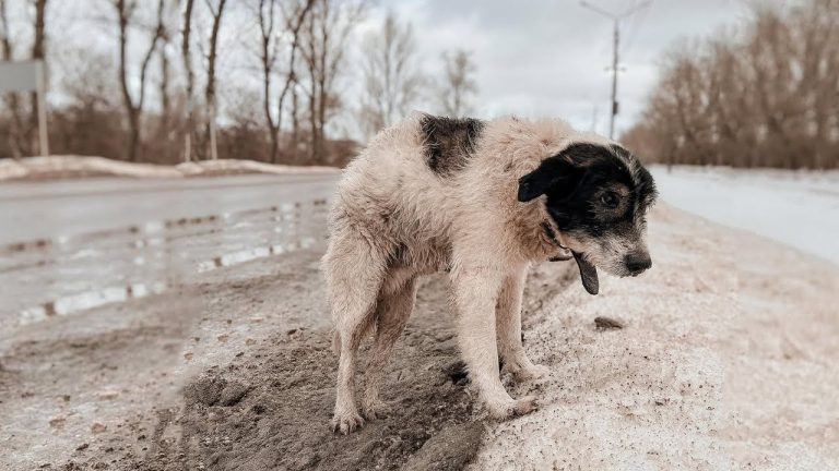 Dog Waited For 3 Days On The Freezing Snowy Road After His Owner Abandoned Him Saying “Stay Here”