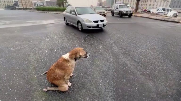 Overcoming Adversity: Indra’s Unbreakable Spirit and Her Pups’ Journey to Joy and Hope