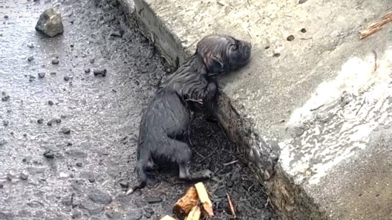 She Rested Her Head On The Curb, Licking The Rain, Thinking It Was Her Mother’s Milk And Home…