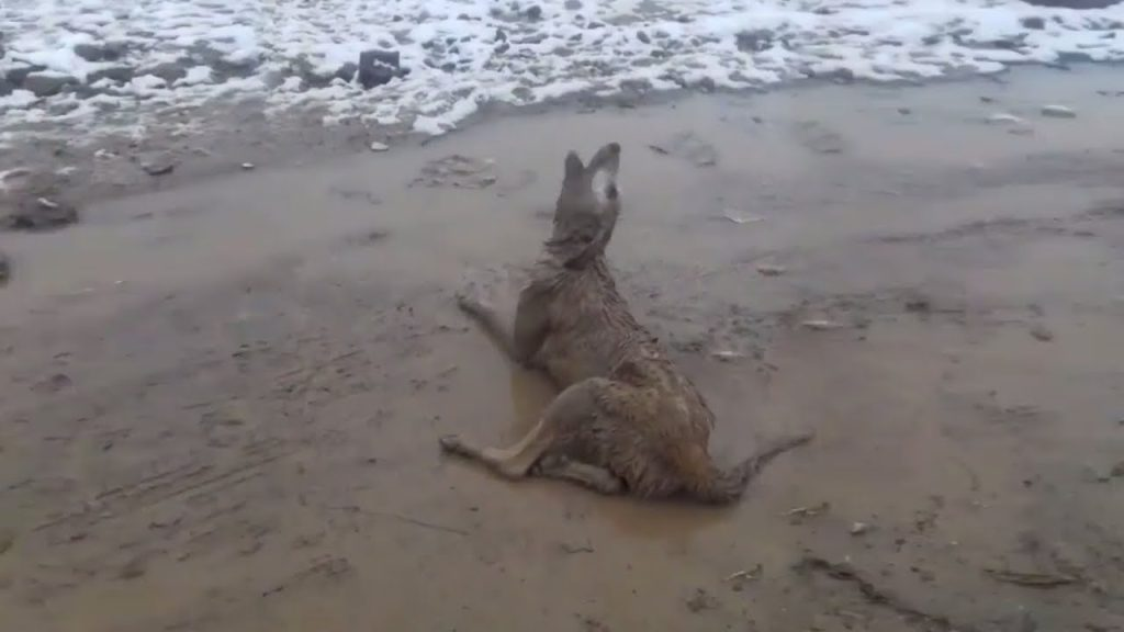 She just wanted to make friends, but the iron rod she got made her blind forever