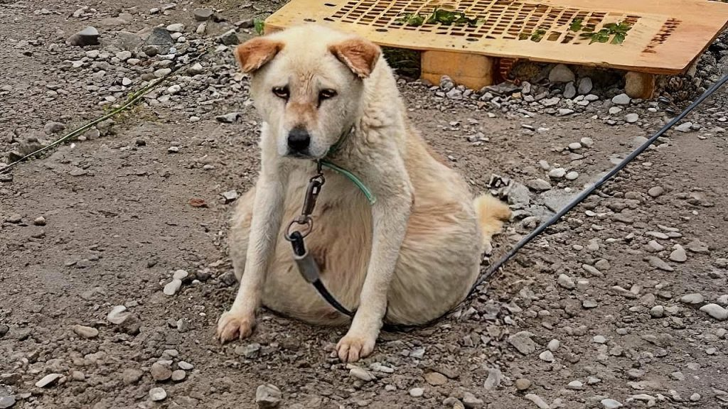 16 Years Chained— With a Belly About to Burst, She Was Exhausted & Desperate, Unable Sit or Stand