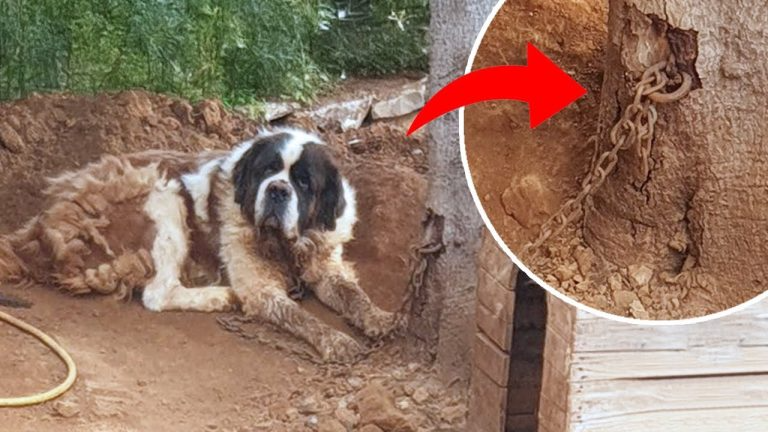 Chained for 8 years just to Give Birth, the dog Begged the Neighbors to set her Free.