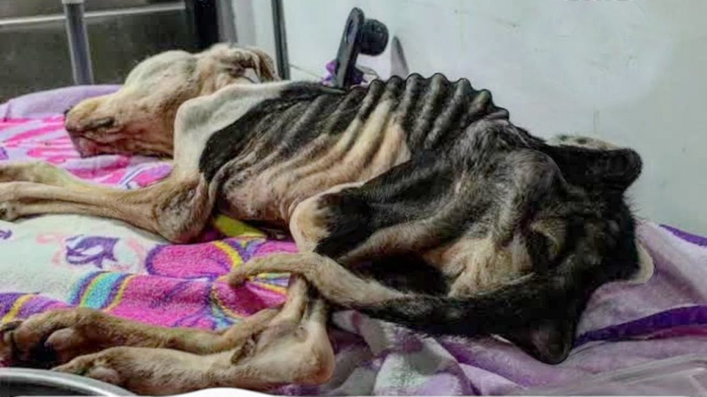 She Miraculously Survived After a LifeTime of Abuse and Neglect–It’s Unimaginable What She Endured