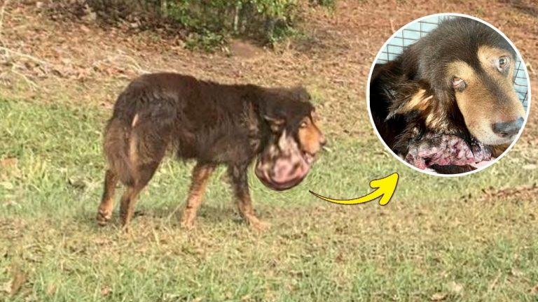 Ignored for 8 years, the cancer dog with ugly face beaten and chased daily while he silently suffer