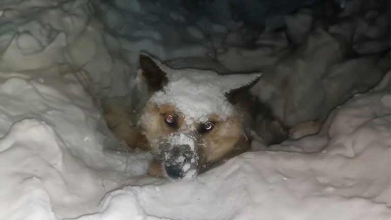 Freezing there for days, the dog didn’t understand why his owner did that to him