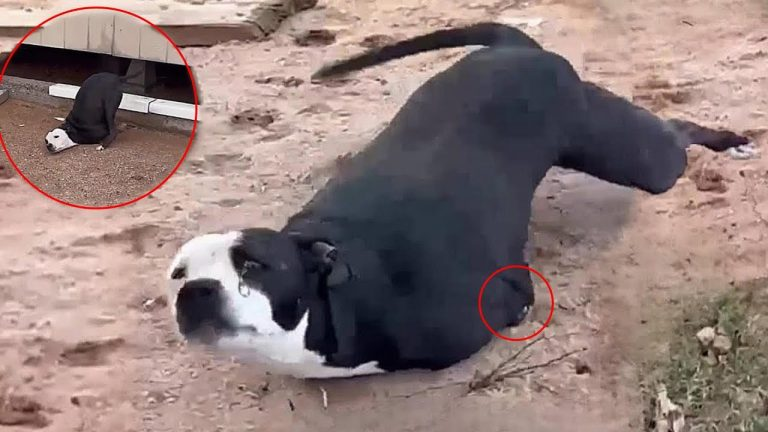 His Legs Were Gone, His Hope Almost Lost… But Joey Never Stopped Smiling!