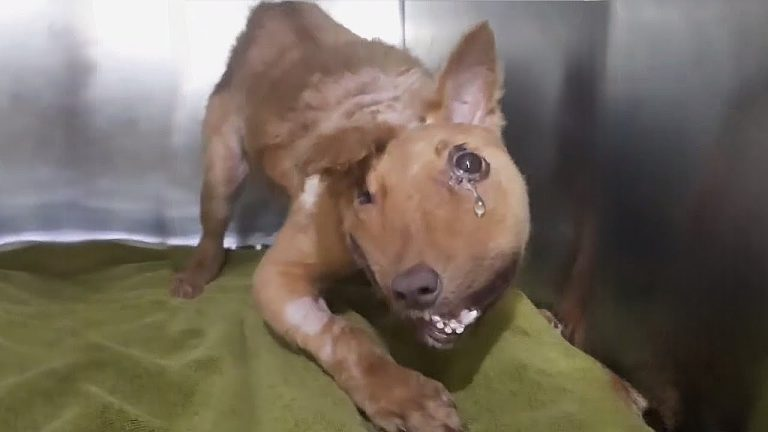 His deformed body made him the laughingstock of the village, hiding and crying with a broken heart