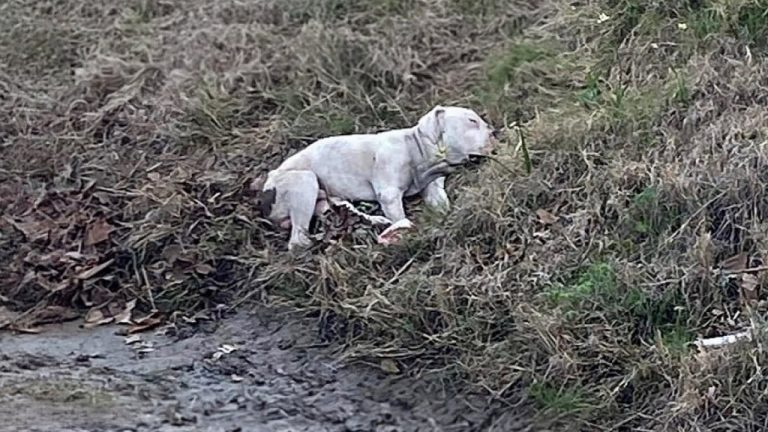 “He Couldn’t Say Goodbye”, A Loyal Dog Refused to Leave His Dead Friend Until Collapse