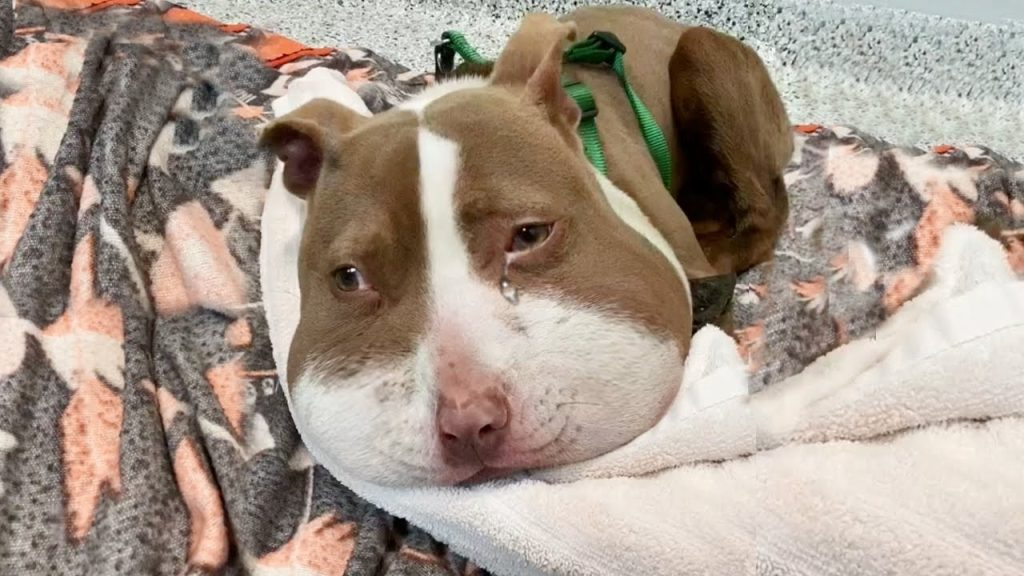 She was knocking doors for help, couldn’t breath or bark as a rope severely imbedded into her neck