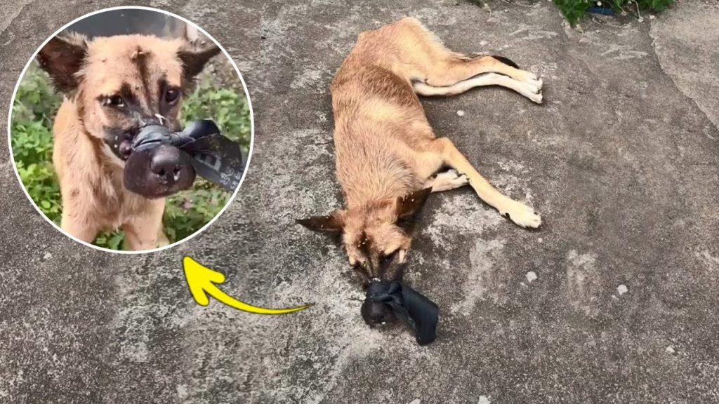 Abandoned in a bag with muzzle taped shut, couldn’t breath or bark as she was ending slowly