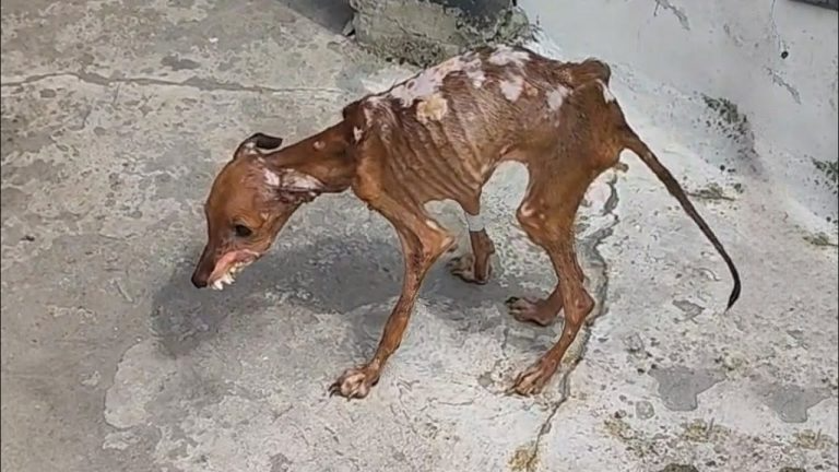 Mangito’s Second Chance: A Story of Hope, Healing, and the Quiet Power of Kindness