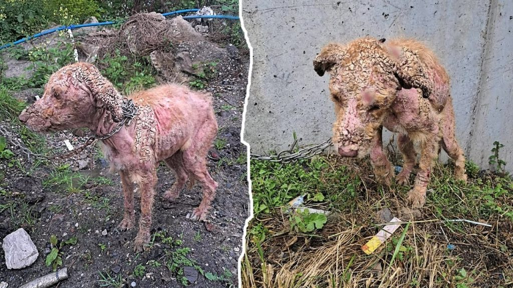 Chained and Forgotten in a Remote Farm, 5 month old puppy never thought she would be free