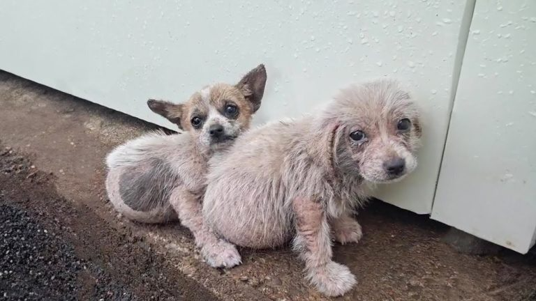 They shivered in the rain waiting for their mother, the boy hugged his sister in fear