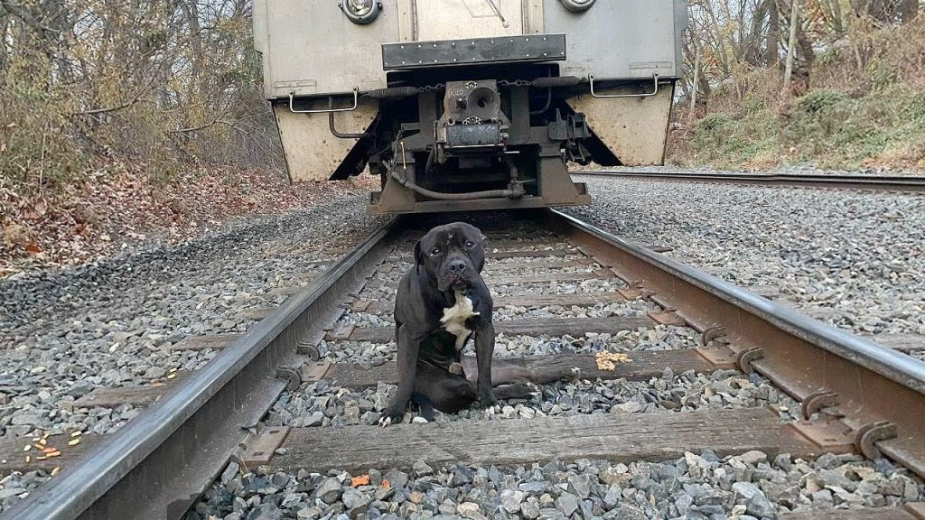 Dumped on the railway as if he was hit by the train and the dark story behind it
