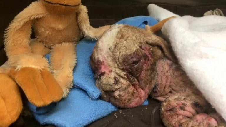 He was found lifeless, barely breathing, no hope! His suffering was a nightmare!