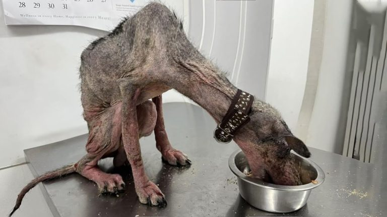 He Cried When He Got A Delicious Meal, He Never Felt So Warm